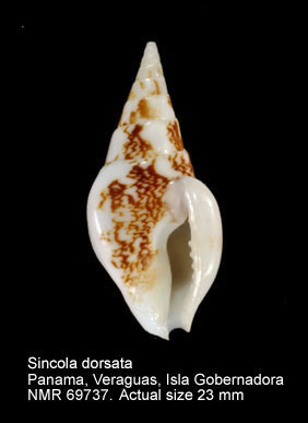 Clavistrombina clavulus.jpg - Sincola dorsata(G.B.Sowerby,1832)